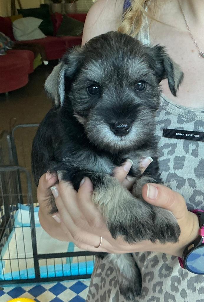 Dwergschnauzer  pups zwart/zilver en peper en zout, Parvo, Overige rassen, 8 tot 15 weken, Meerdere