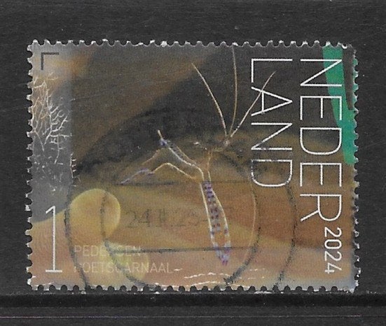 2024, Onderwater Bonaire, Poetsgarnaal [4204] (K2109), Ophalen of Verzenden
