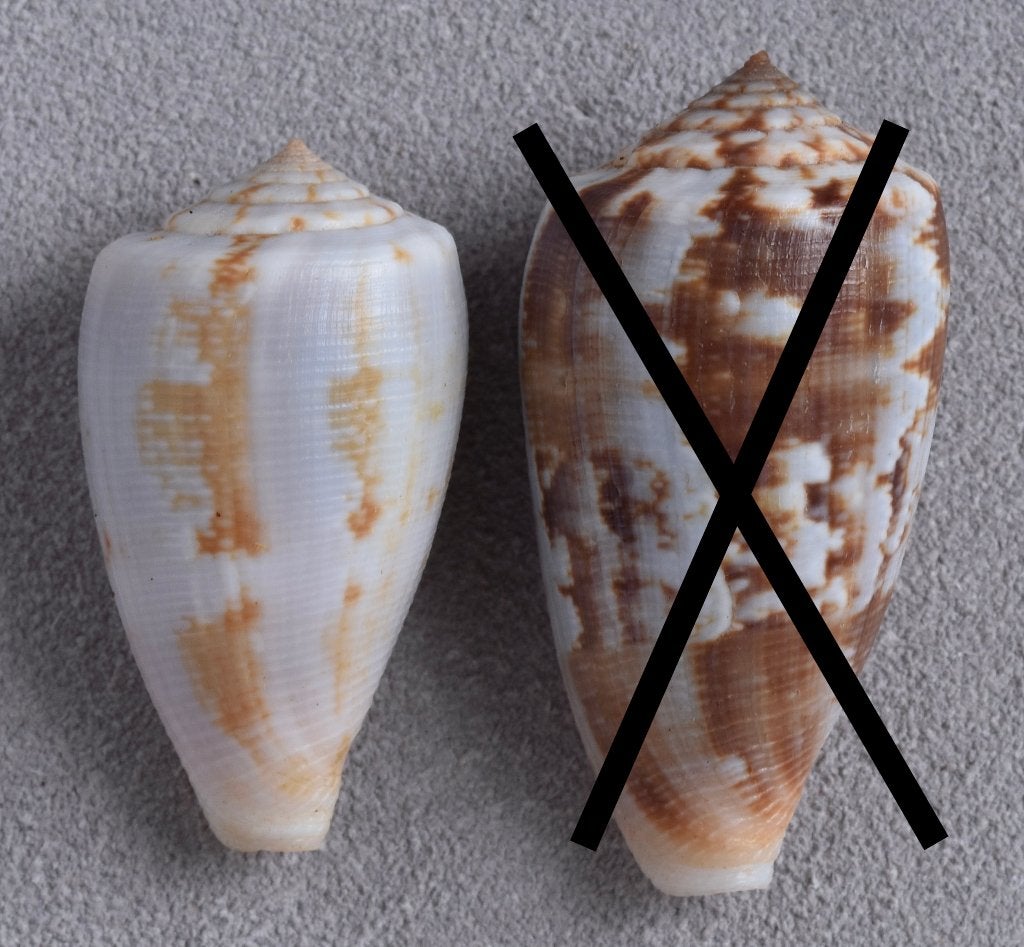 Schelpen: Conus anemone novaehollandiae 31,9-38mm, Ophalen of Verzenden, Schelp(en)