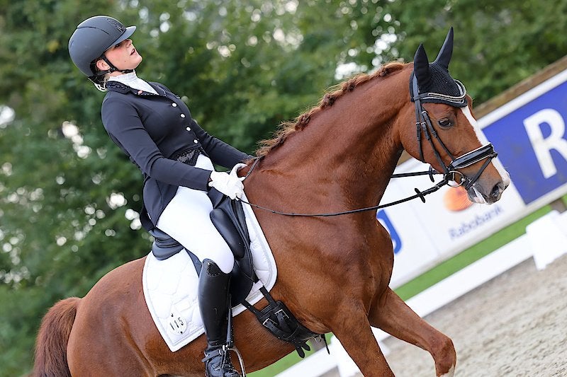 TE KOOP – Gave, stoere E-pony, Dieren en Toebehoren, Pony's, Met stamboom, Ruin, Dressuurpony, M