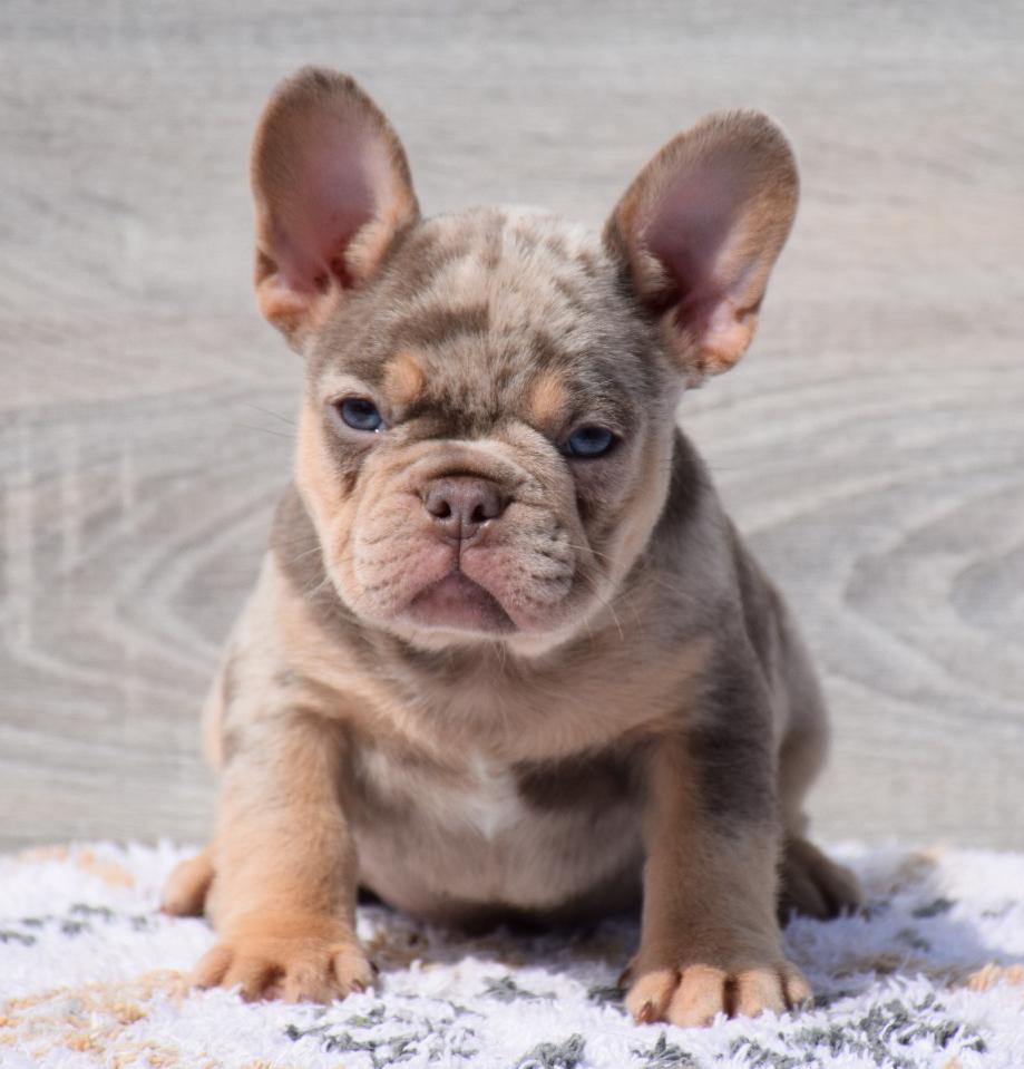 Prachtige Merle premium color Franse Bulldog pups, 15 weken tot 1 jaar, Buitenland, Parvo, Bulldog