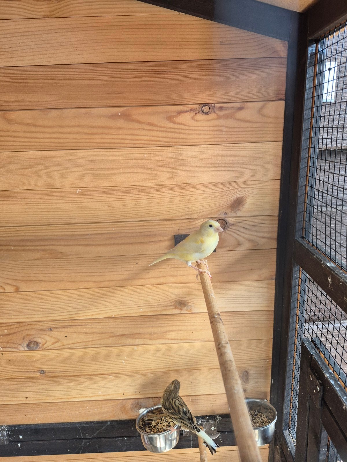 3 kanaries., Vrouwelijk, Kleurkanarie