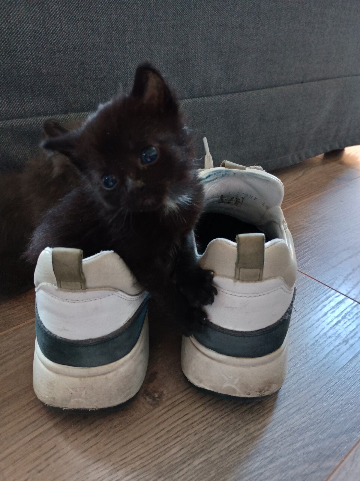 Lieve, handgevoede kittens zoeken een warm en liefdevol huis, Meerdere dieren