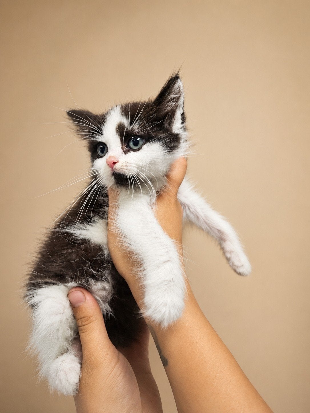 Ragdol kittens katertjes tekoop, Dieren en Toebehoren, Meerdere dieren, Langharig, 0 tot 2 jaar