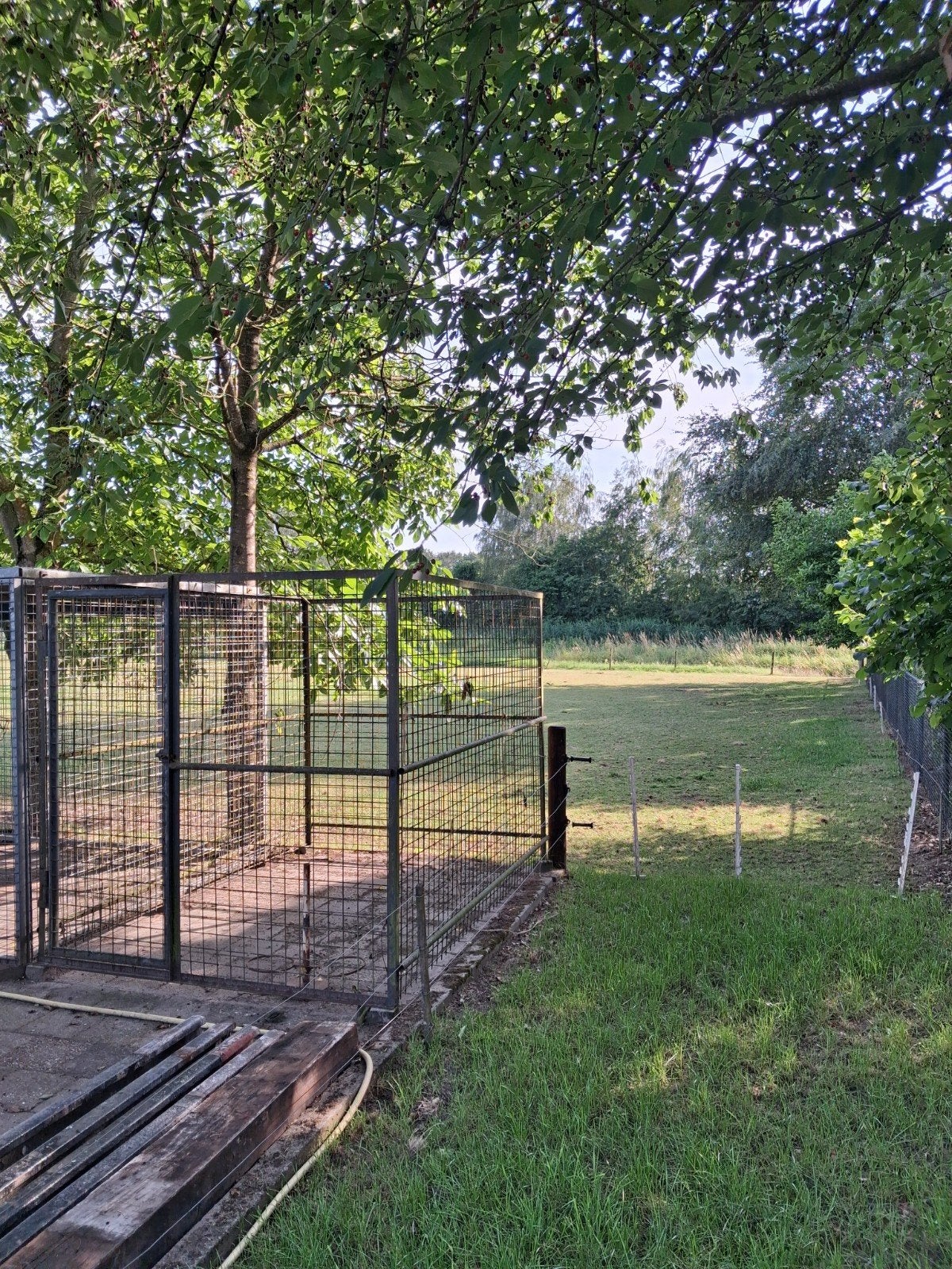 Honden ren, Ophalen of Verzenden, IJzer
