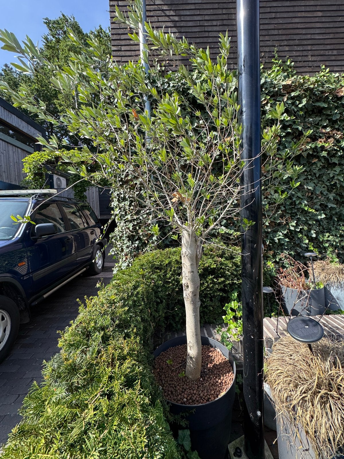 Mooie Olijfboom in pot - Perfect voor terras of tuin, Lente, 100 tot 250 cm, Olijfboom, Ophalen
