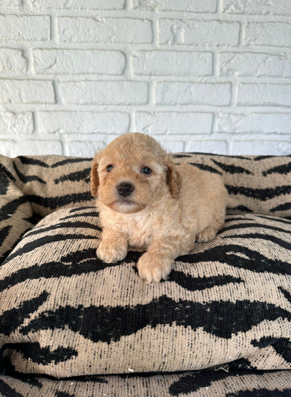 Mini labradoodle pups labradoodle x toy poedel, Parvo, Nederland, Overige rassen, 8 tot 15 weken