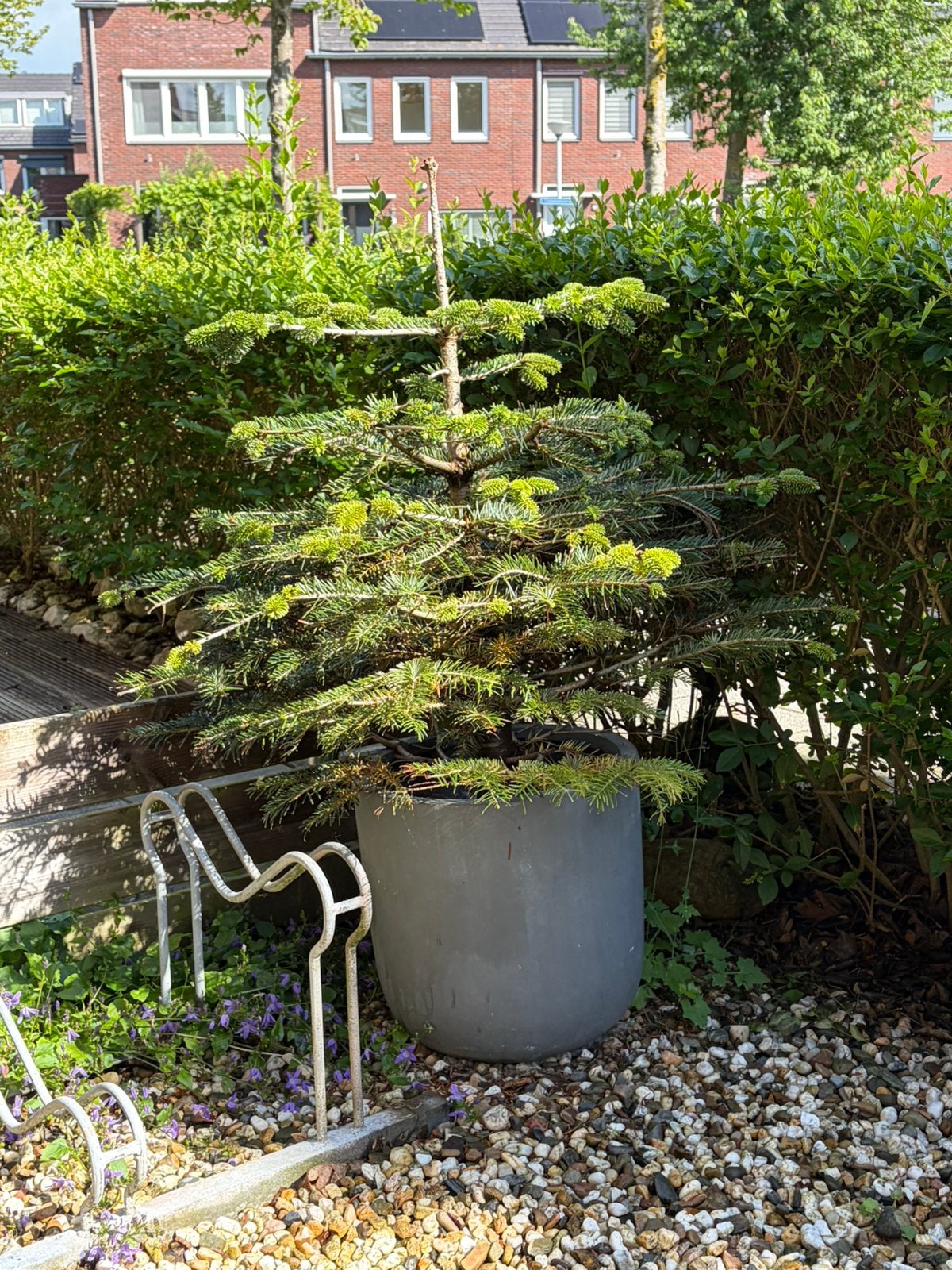 Gratis: Kerstboom in grote stenen pot met afwateringsgat, Bloeit niet, Halfschaduw, Overige soorten, 100 tot 250 cm