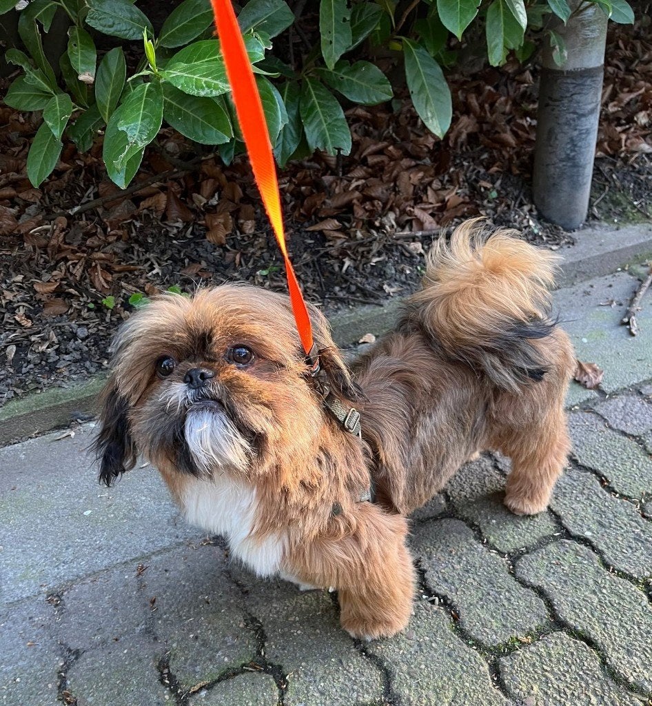 vaste oppas voor ons hondje (shih-zu) van 11 maand gezocht, Ophalen, Nieuw