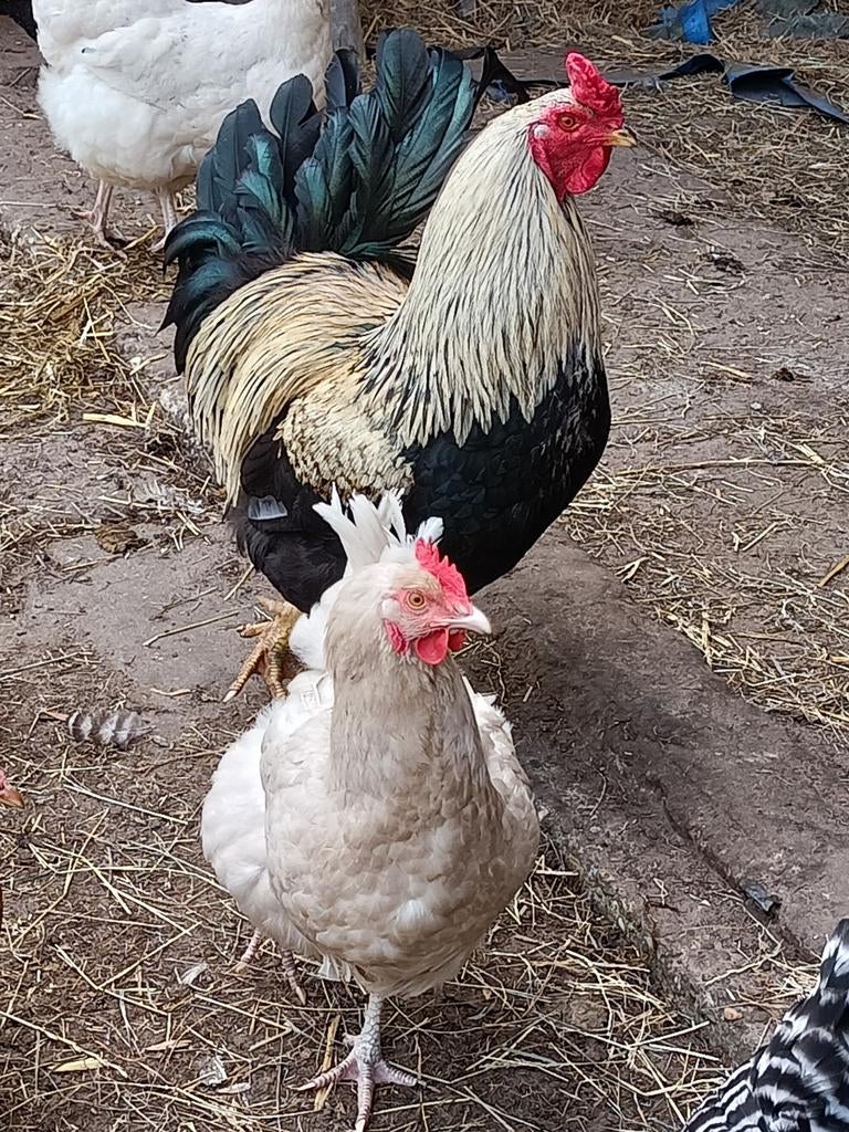 Hanen te koop, Dieren en Toebehoren, Mannelijk, Kip