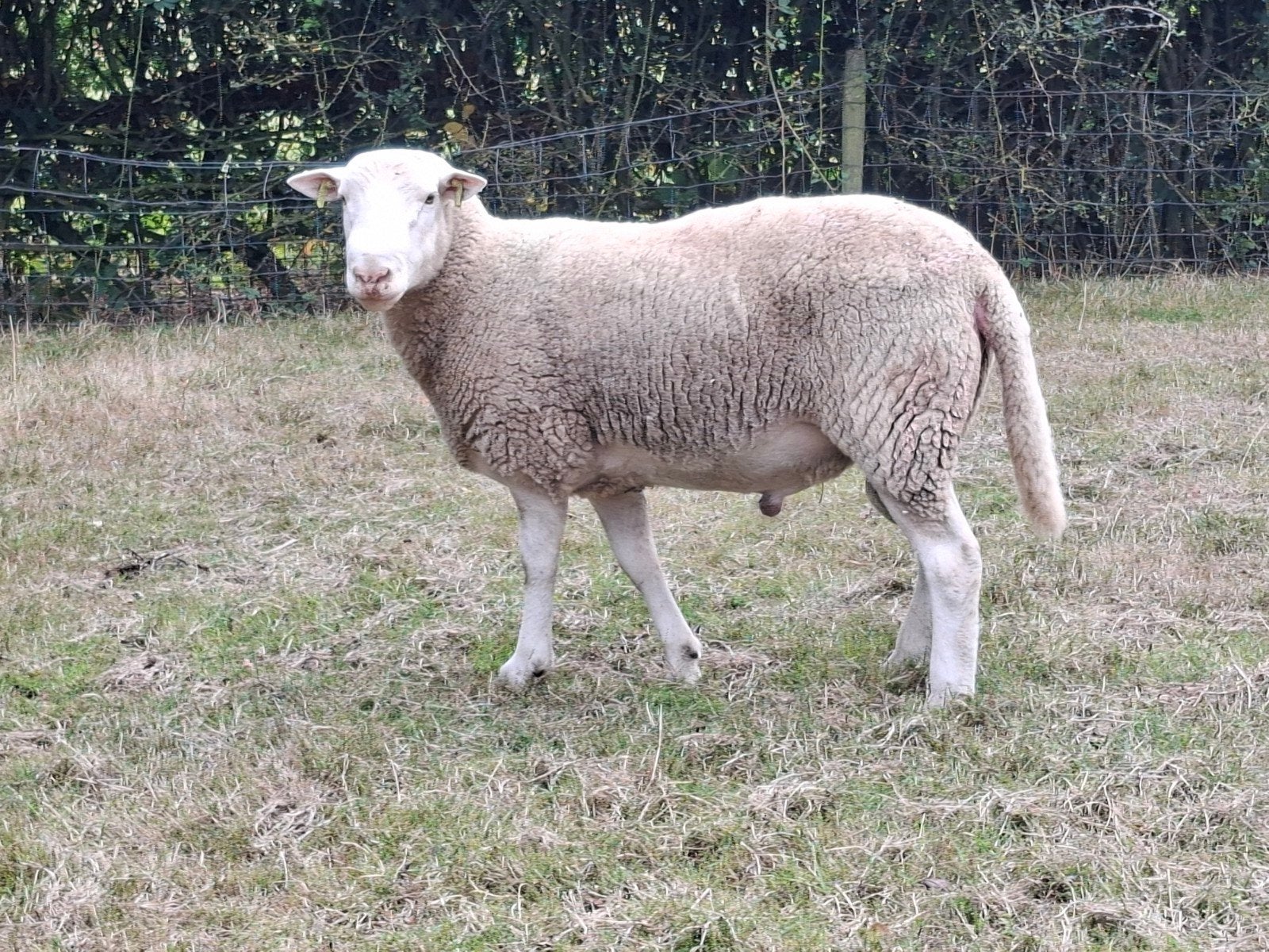 dekram poll dorset polldorset geen status. jonge ram, Dieren en Toebehoren, Mannelijk, Schaap