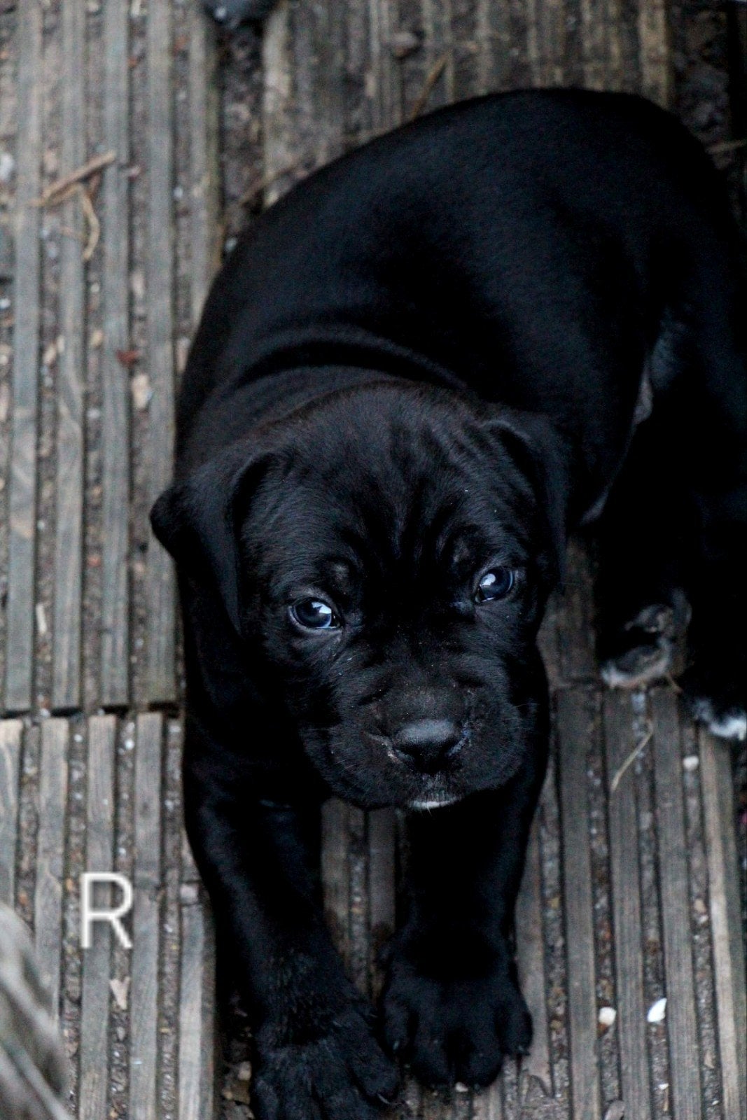 Mooie gezonde pups geboren op 29-06-2026, Parvo, 8 tot 15 weken, Meerdere, Meerdere dieren