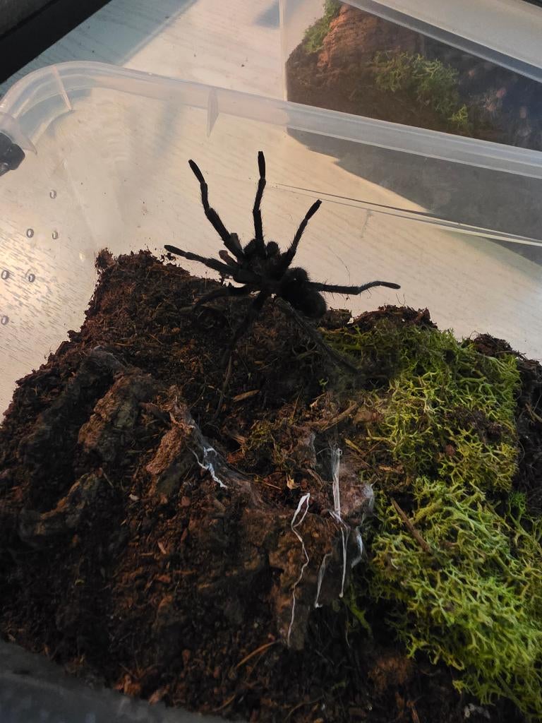 Trixopelma pruriens male, Dieren en Toebehoren, Spin of Schorpioen