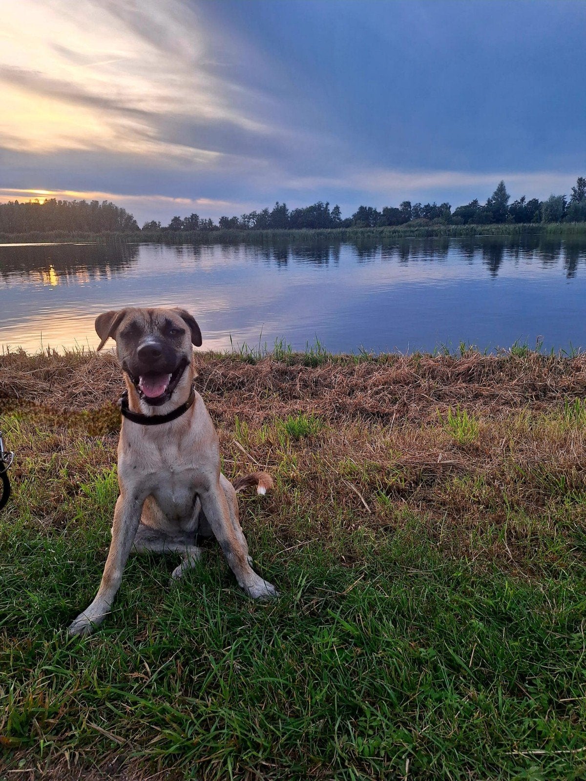 teefje husky x boxer mix, 1 tot 2 jaar, Teef, Eén hond, Middel