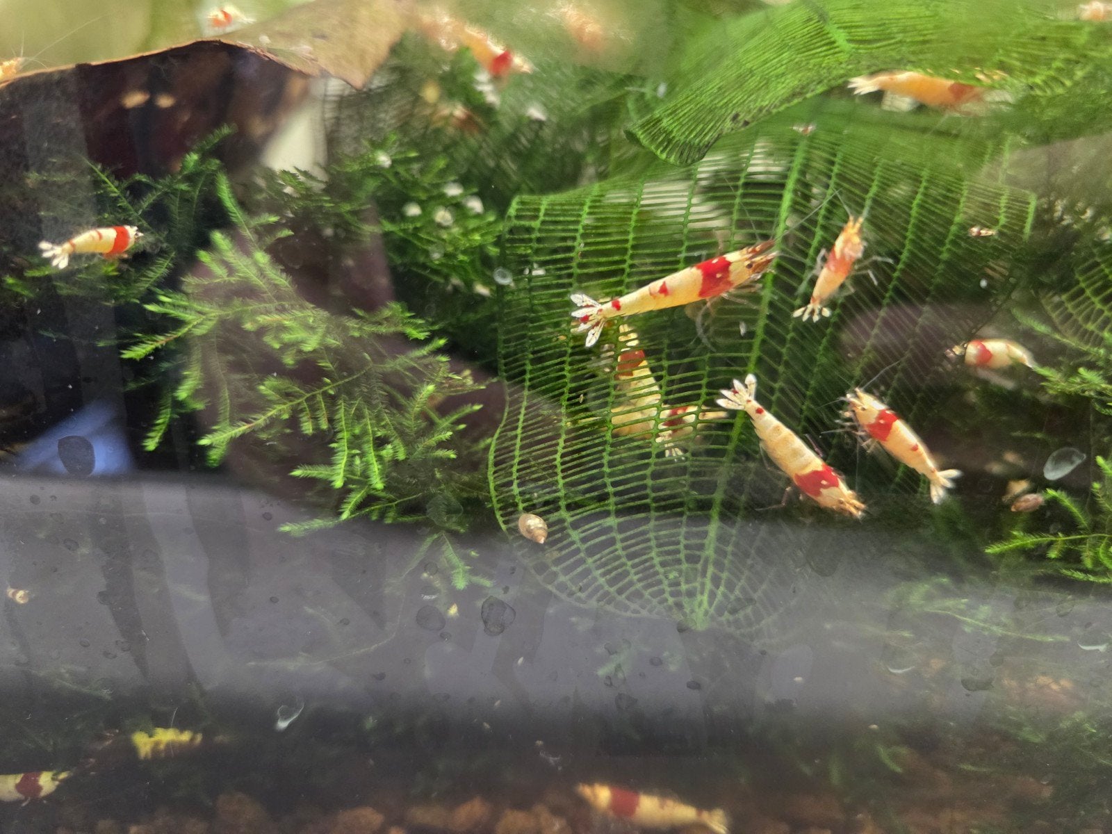 Crystal red garnalen prl, Dieren en Toebehoren, Vissen | Aquariumvissen, Kreeft, Krab of Garnaal