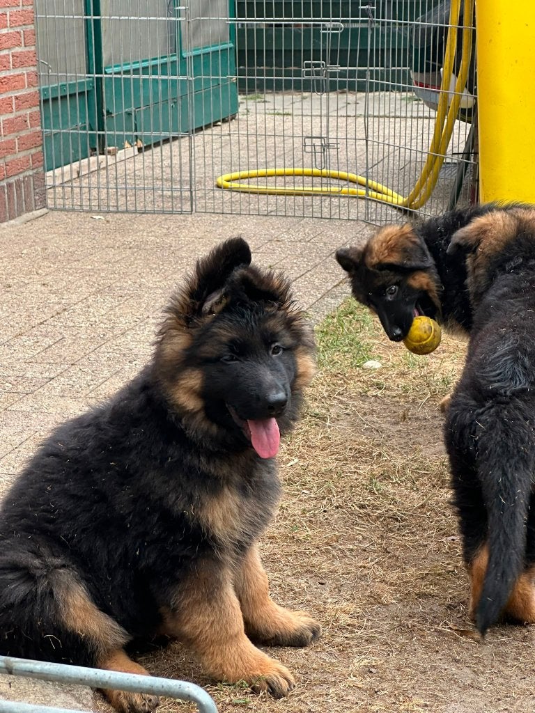 Duitse Herderpuppy's te koop, België, Particulier, Reu, 8 tot 15 weken