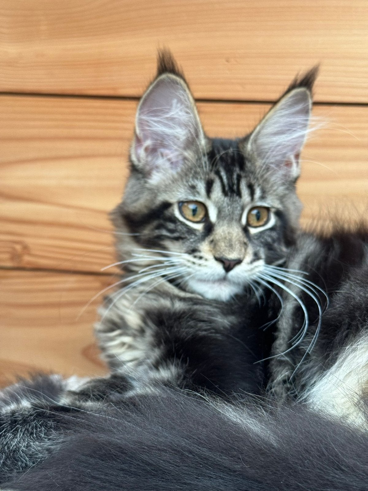 Prachtig maine coon poesje, Dieren en Toebehoren, Poes, Met stamboom, 0 tot 2 jaar