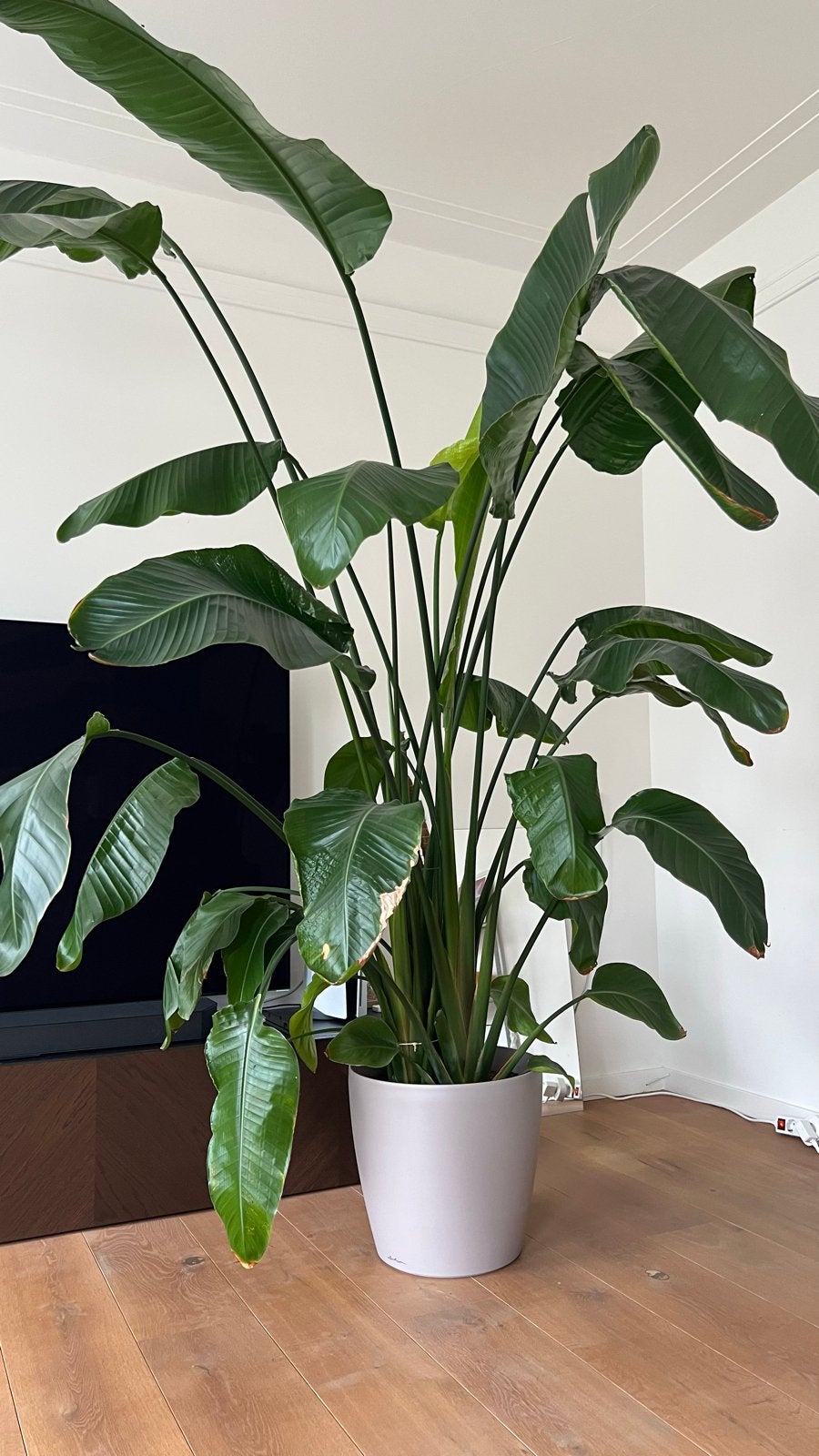 Grote Strelitzia (250cm) met Lechuza zelfwaterpot, Ophalen, 200 cm of meer, Overige soorten, In pot