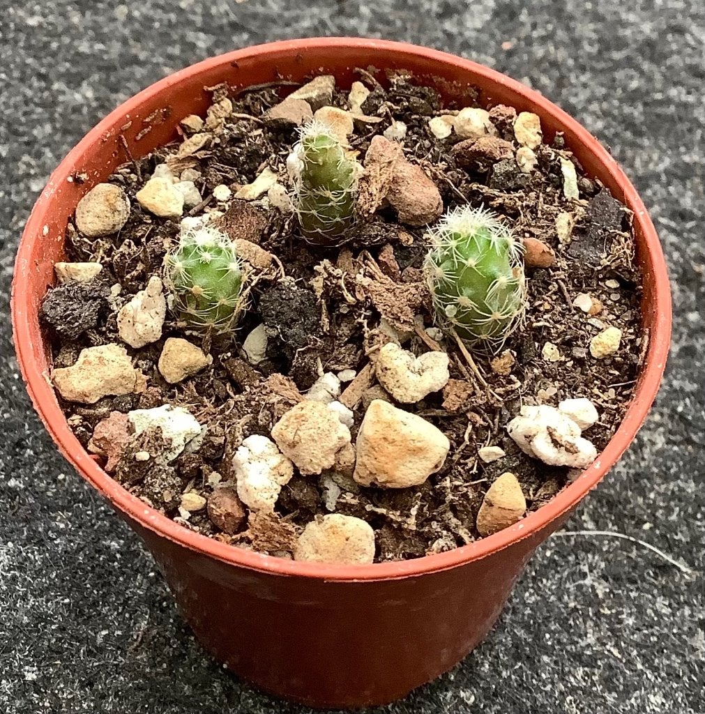 Cactus, Pediocactus, Ophalen of Verzenden, Cactus, Volle zon, Minder dan 100 cm