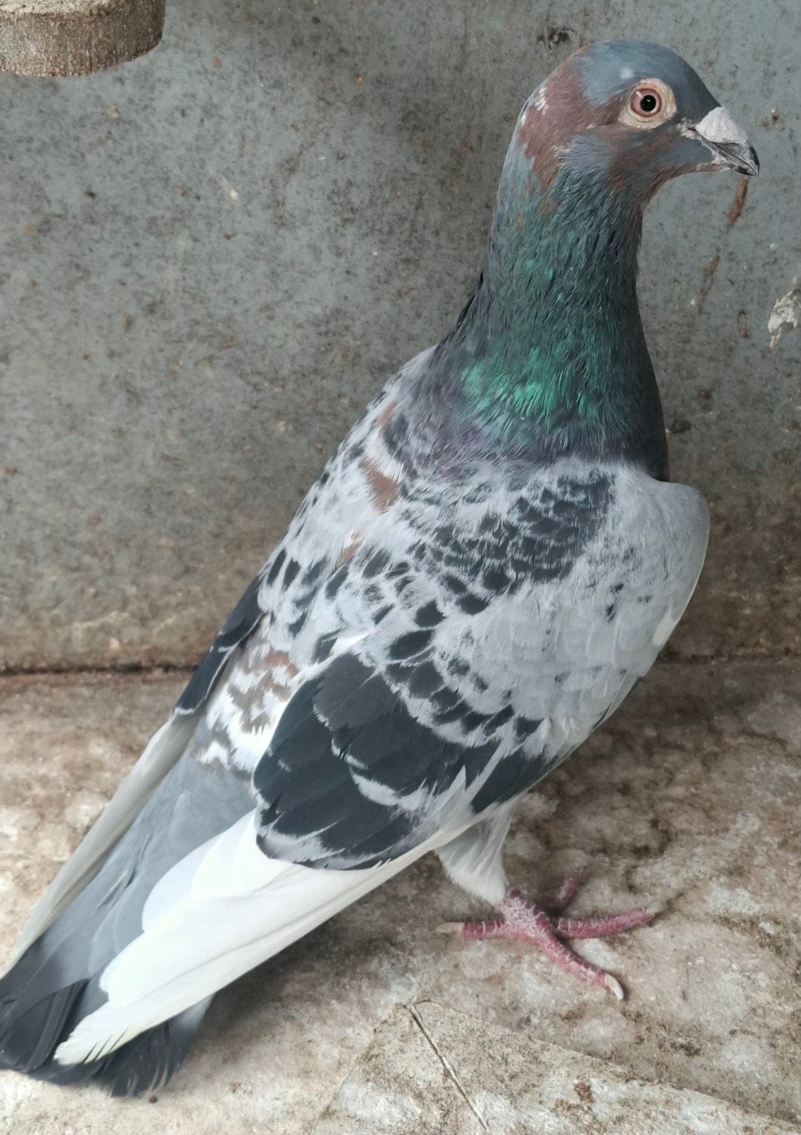 mozaïek doffer, Dieren en Toebehoren, Mannelijk, Postduif