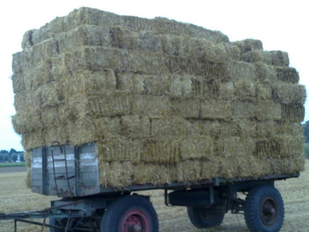 Stro, kleine pakken, pakjes, balen., Dieren en Toebehoren, Ophalen of Verzenden, Vee