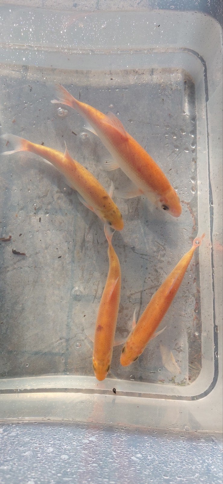 4 goud winden, Dieren en Toebehoren, Vissen | Vijvervissen, Karper of Koi