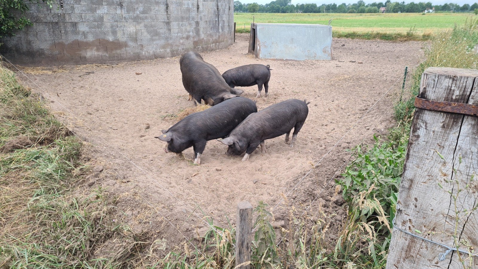 Te koop: Berkshire varkens, Meerdere dieren, Geit