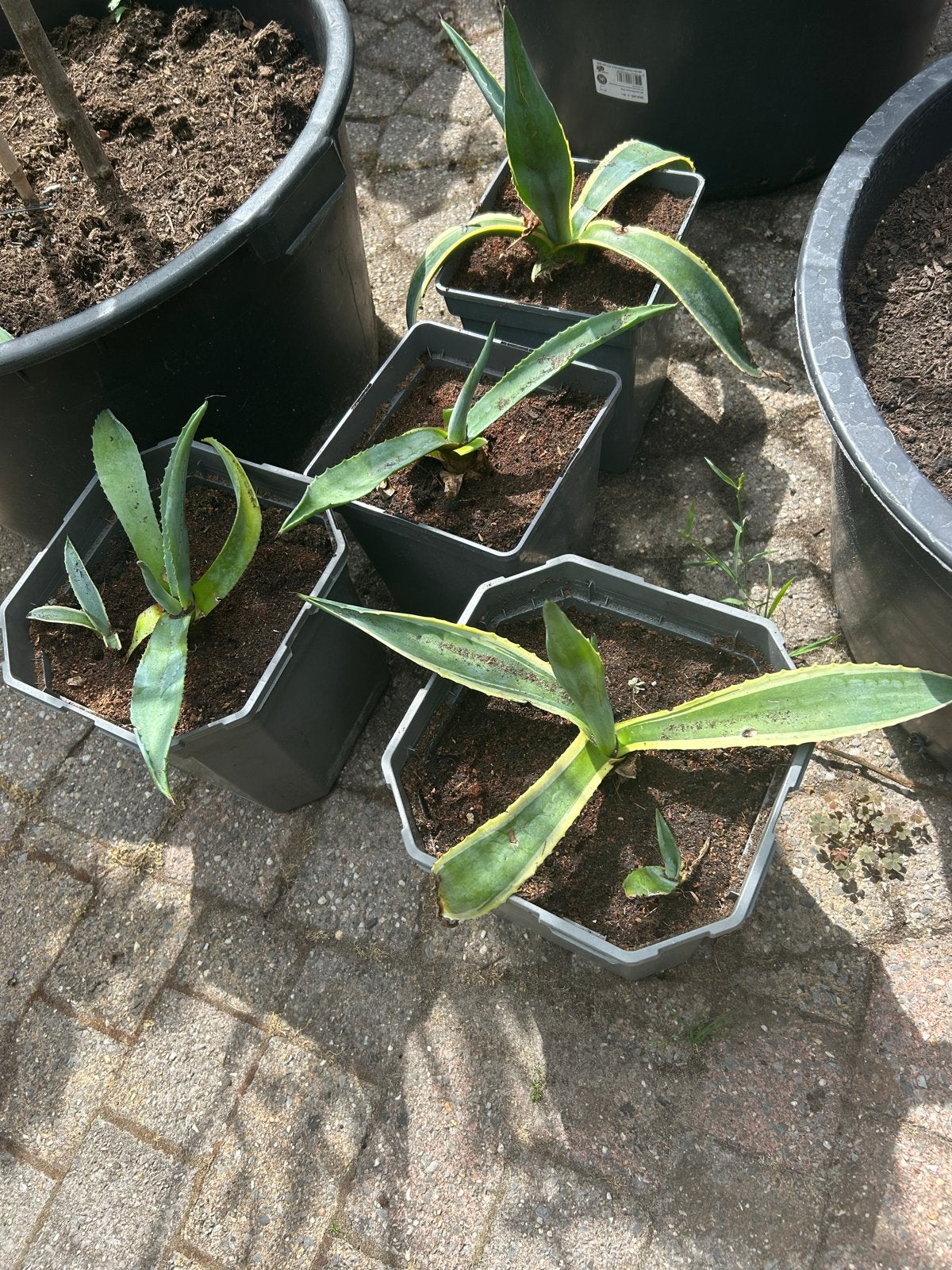 Agave Americana Variegata (bonte agave) - diverse maten, Tuin en Terras, Volle zon, Vaste plant, Bloeit niet, Ophalen