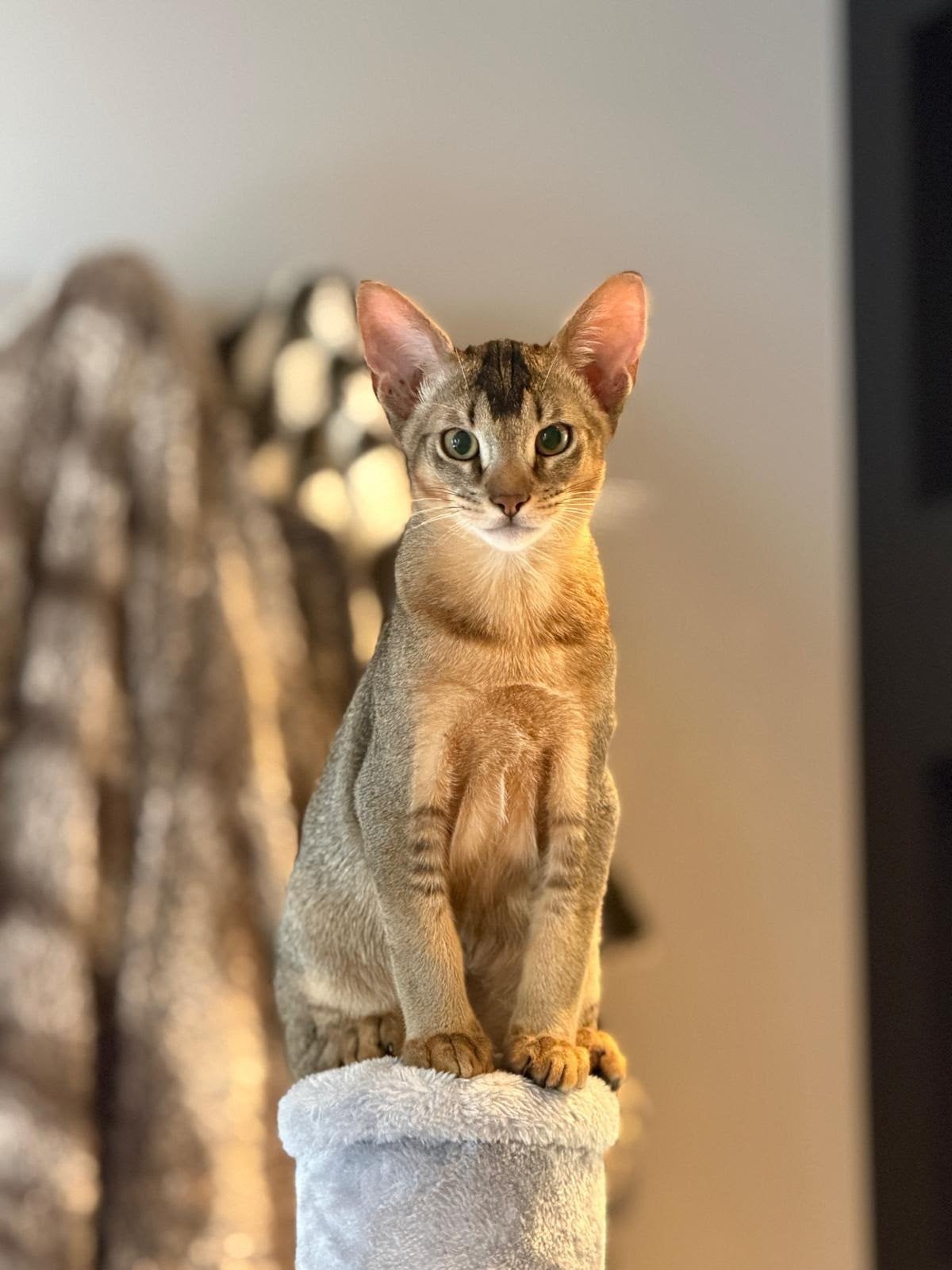 Maak kennis met de chausie, abessijn!, Kater, Met stamboom, 0 tot 2 jaar
