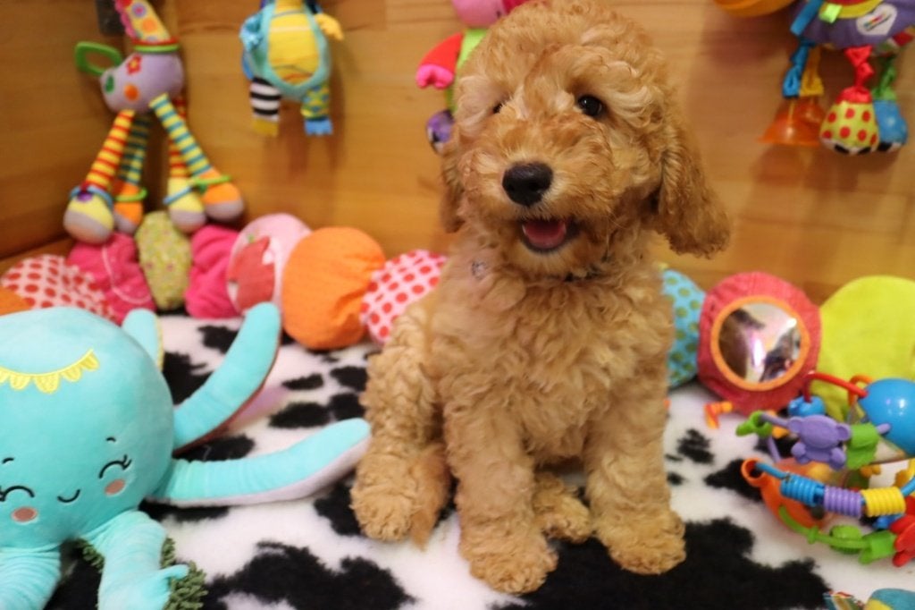 Mini/Medium Australian labradoodle pups, Parvo, Nederland, Overige rassen, 8 tot 15 weken
