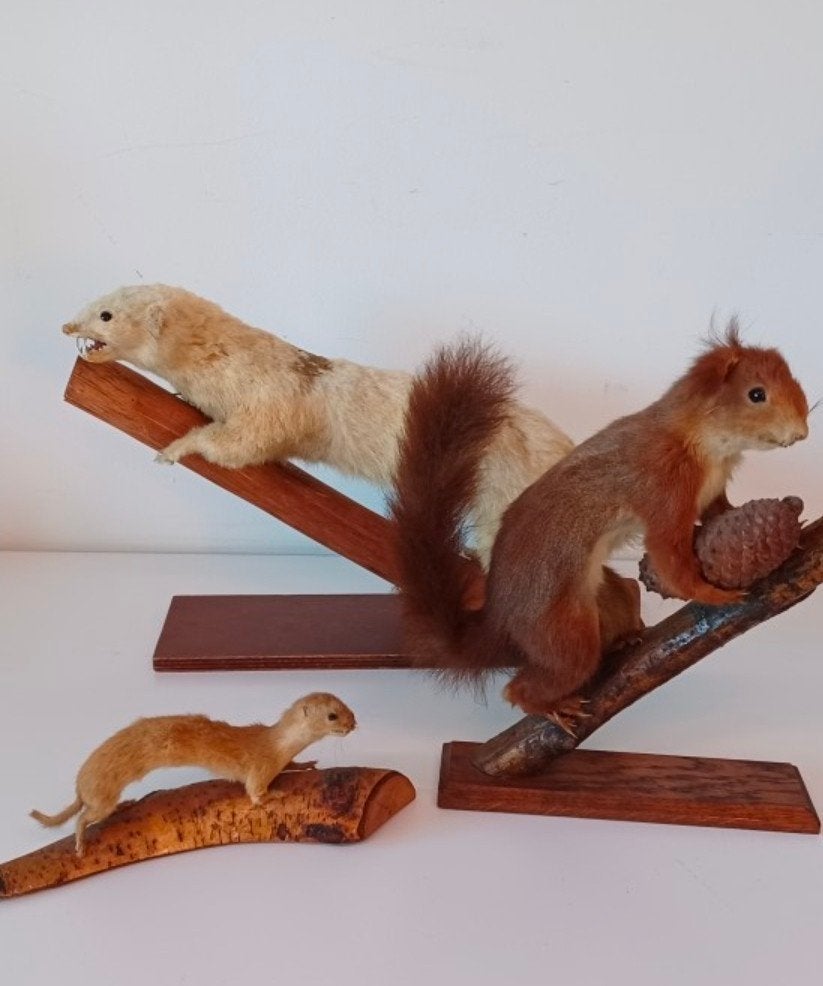 Heel veel opgezette dieren alles in 1 koop, Verzamelen, Dierenverzamelingen, Ophalen, Wild dier, Opgezet dier