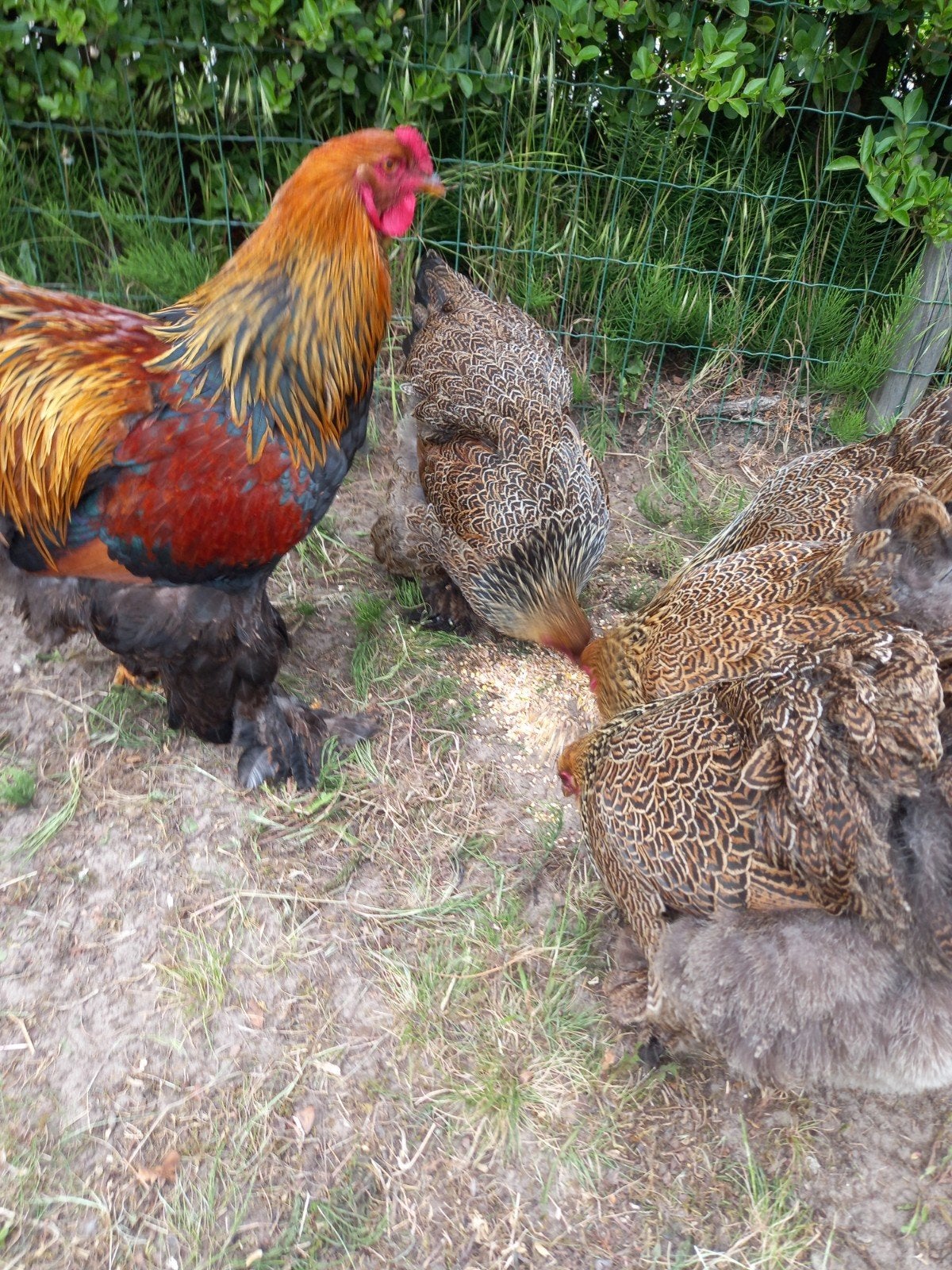 Broedeieren brahma goudpatrijs, Dieren en Toebehoren, Ophalen of Verzenden, Nieuw, Overige typen