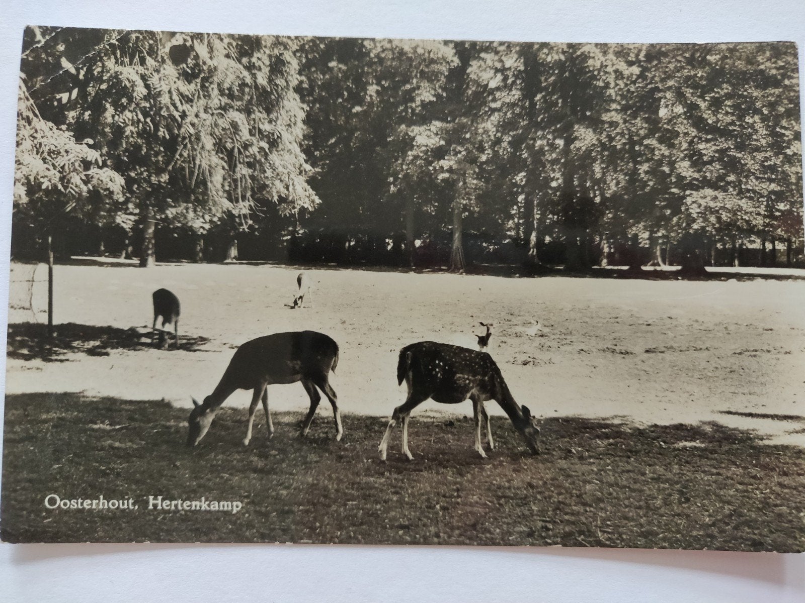 C939 Oosterhout, Verzamelen, Ansichtkaarten | Nederland, Ophalen of Verzenden, 1920 tot 1940