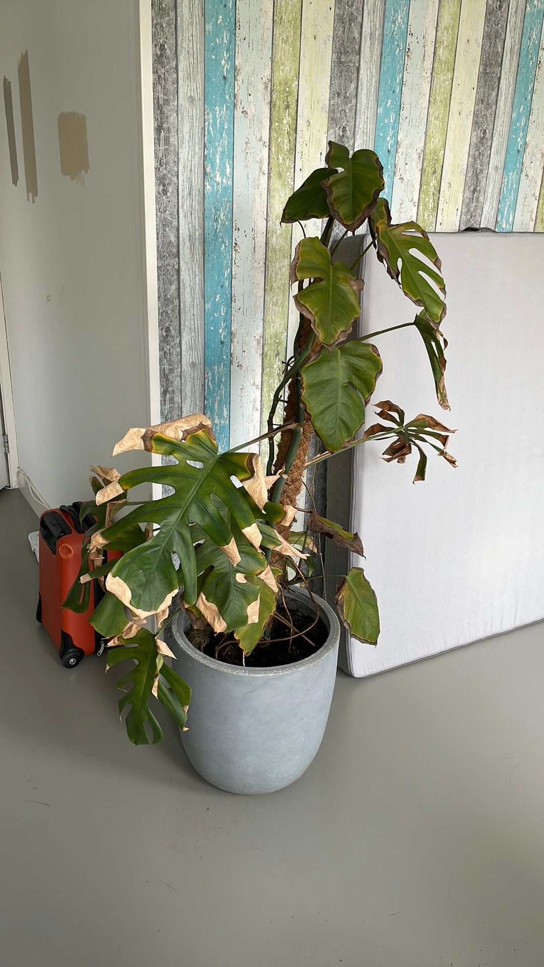 Gratis Monstera Deliciosa voor de liefhebber, Ophalen, Overige soorten, Halfschaduw, 150 tot 200 cm