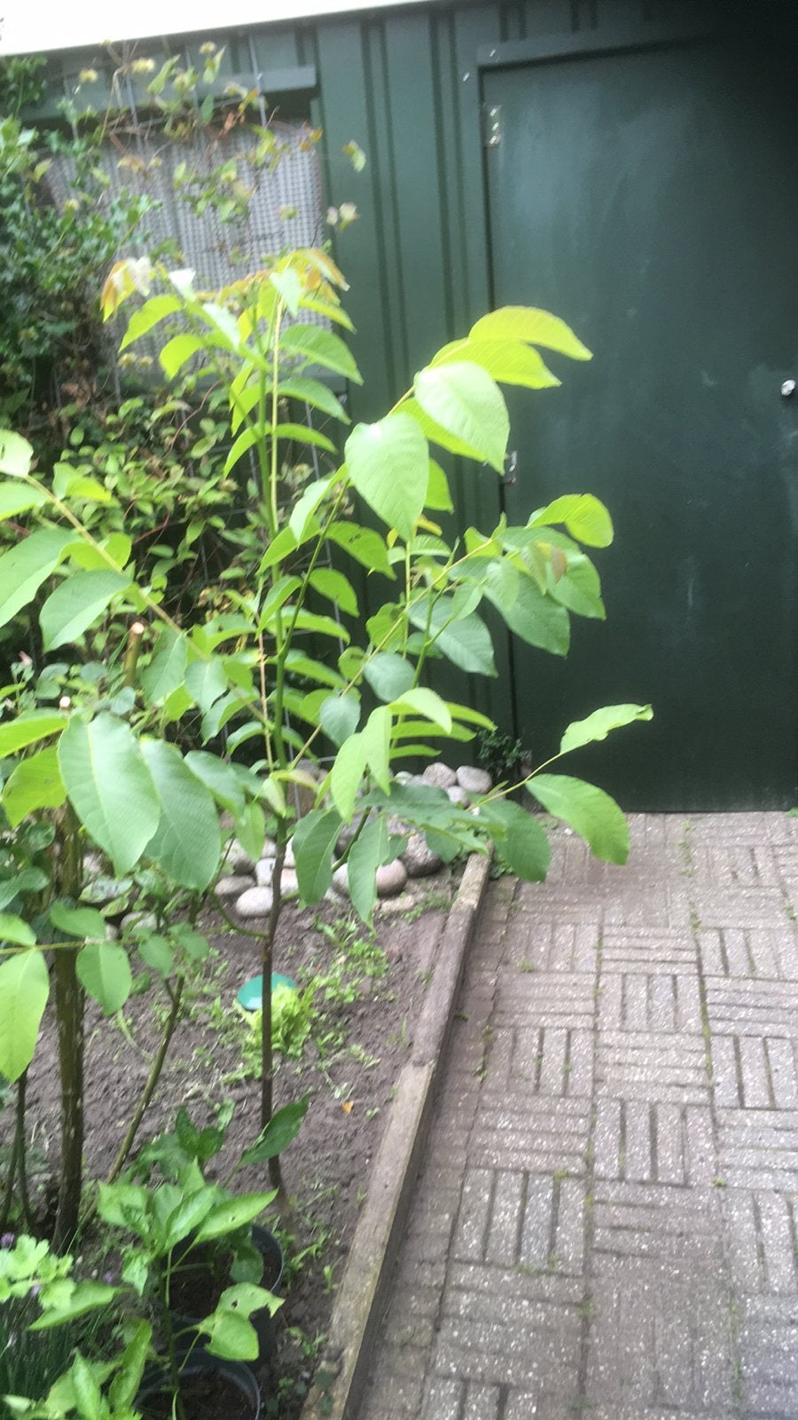 Noten, Tuin en Terras, Planten | Fruitbomen, Ophalen, Lente, Volle zon, Walnotenboom