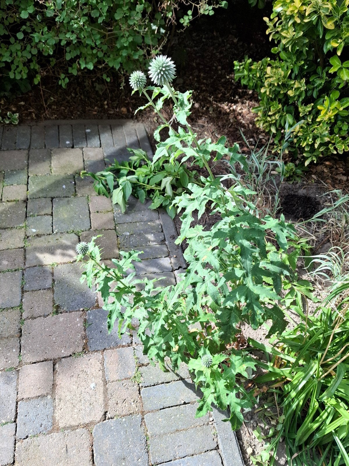 Kogeldistel planten - Trekt bijen en vlinders aan!, Tuin en Terras, Planten | Tuinplanten, Volle zon, Vaste plant, Zomer, Ophalen