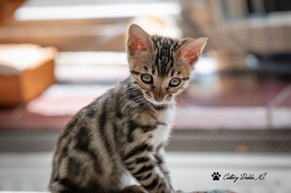 Prachtige Bengaalse kittens met stamboom, Dieren en Toebehoren, Katten en Kittens | Raskatten | Korthaar, Meerdere dieren, Met stamboom