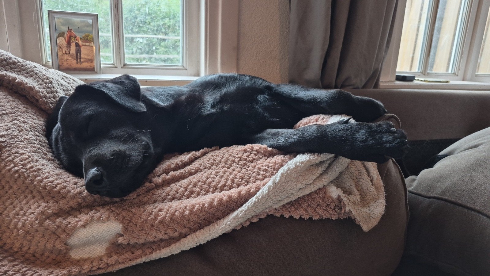 Molly zoekt terrein, 1 tot 2 jaar, Teef, Eén hond, Nederland