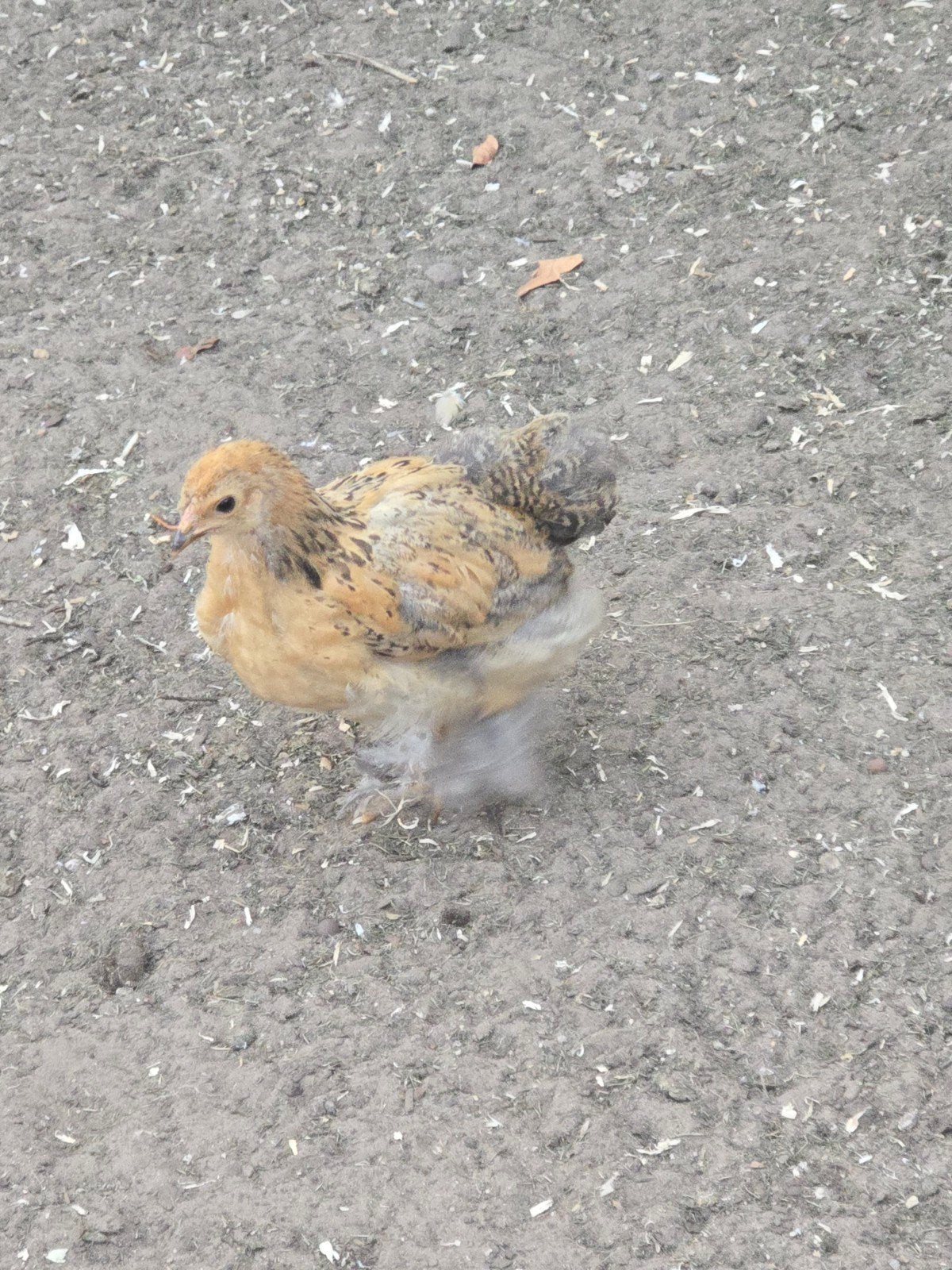 bramha hennen., Dieren en Toebehoren, Vrouwelijk, Kip