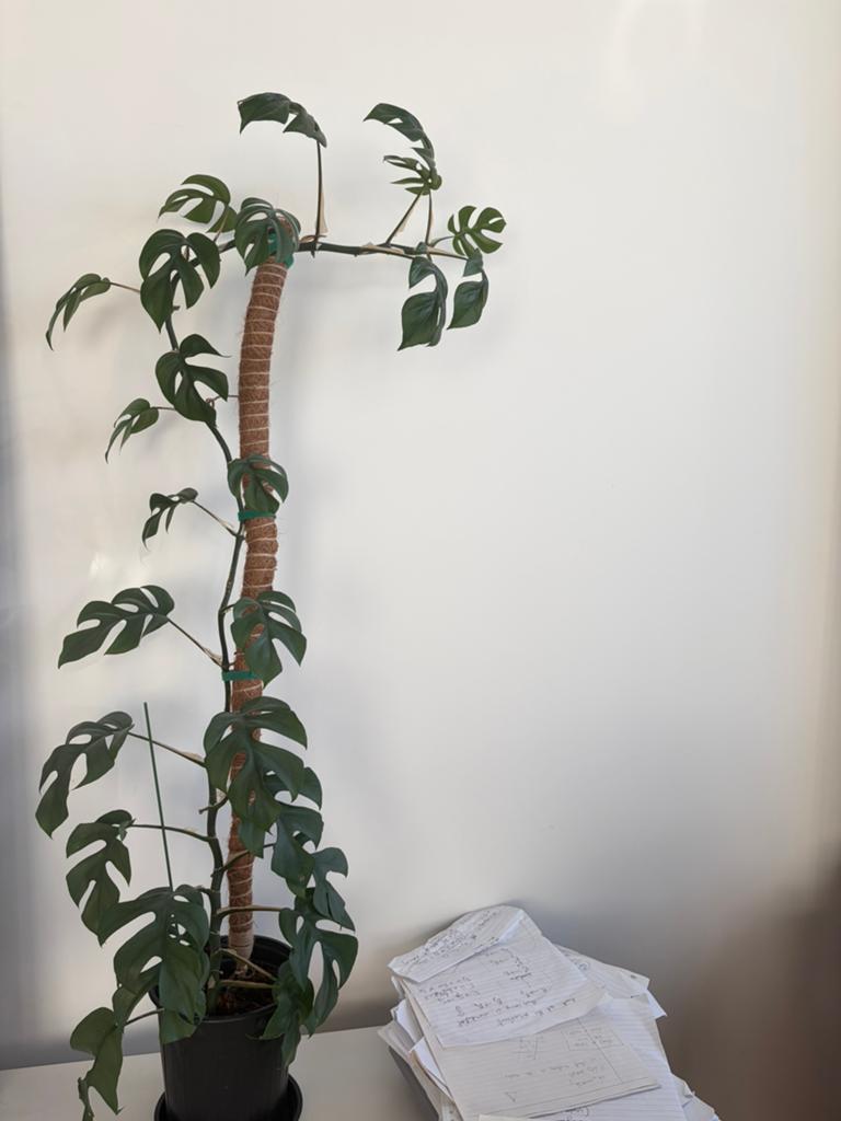 Rhaphidophora tetrasperma / Mini Monstera met mosstok, Ophalen, Halfschaduw, Minder dan 100 cm