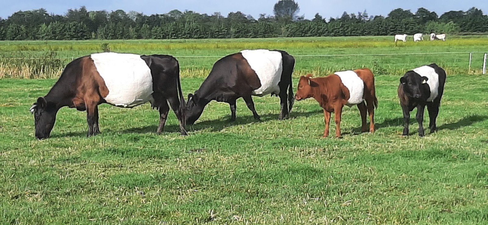 Twee mooie lakenvelder zoogstellen, Mannelijk