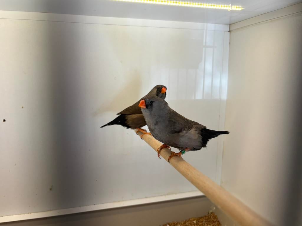 Charcoal pop, Dieren en Toebehoren, Vrouwelijk, Geringd