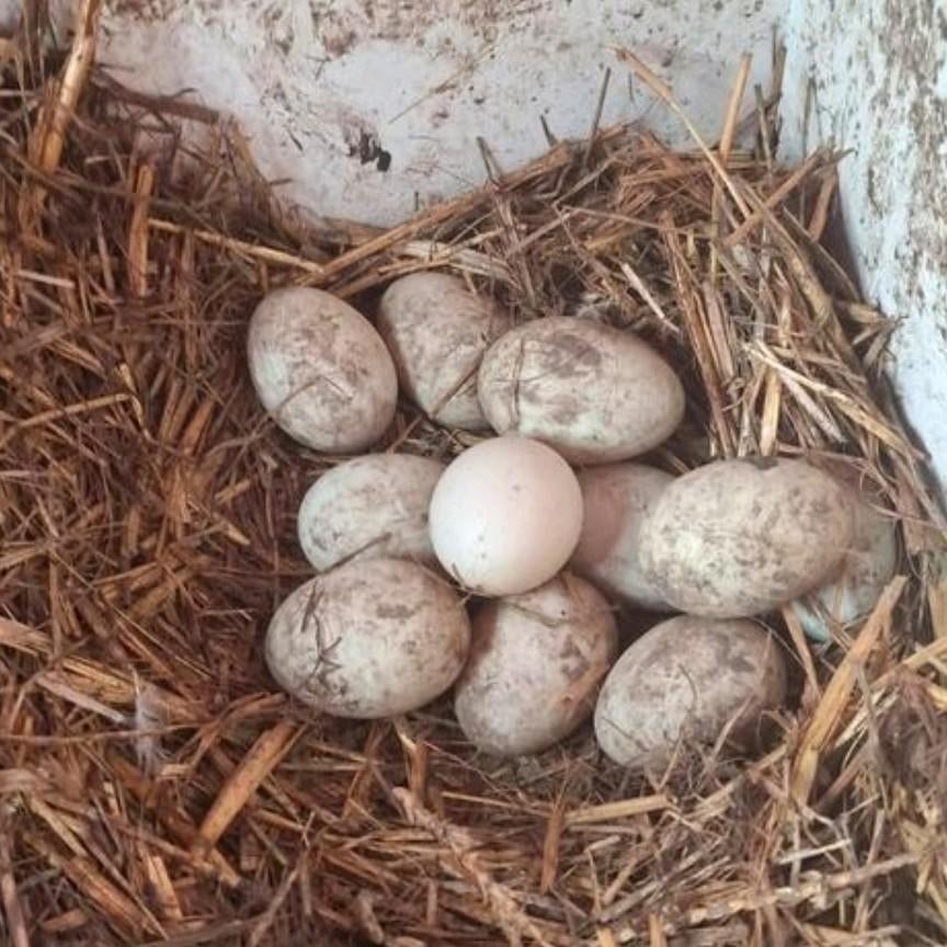 Eenden eieren te koop, Dieren en Toebehoren, Geslacht onbekend