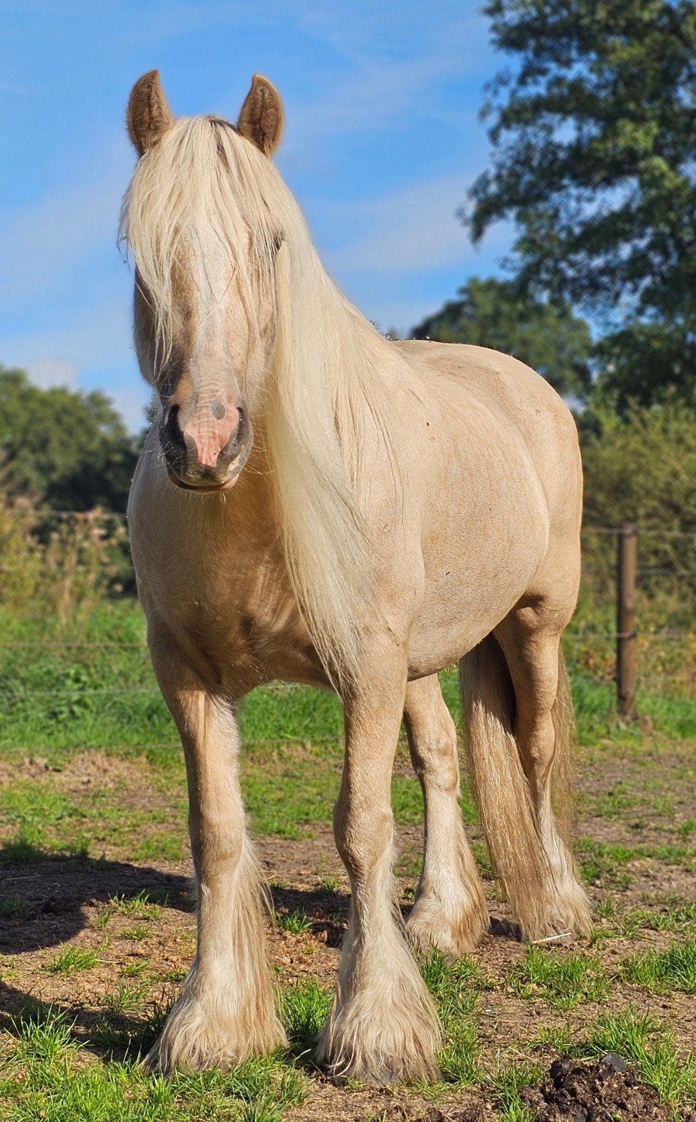 Prachtige tinker s zoekt 5 * huis., Dieren en Toebehoren, Merrie, Minder dan 160 cm, Met stamboom, 7 tot 10 jaar
