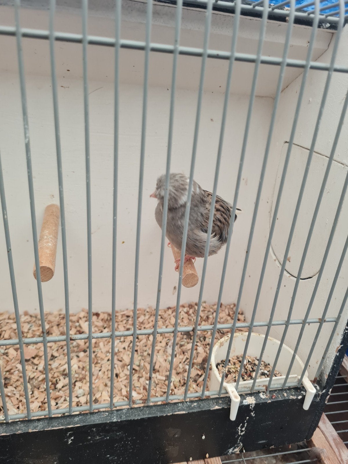 Gloster kanaries, Meerdere dieren, Kleurkanarie