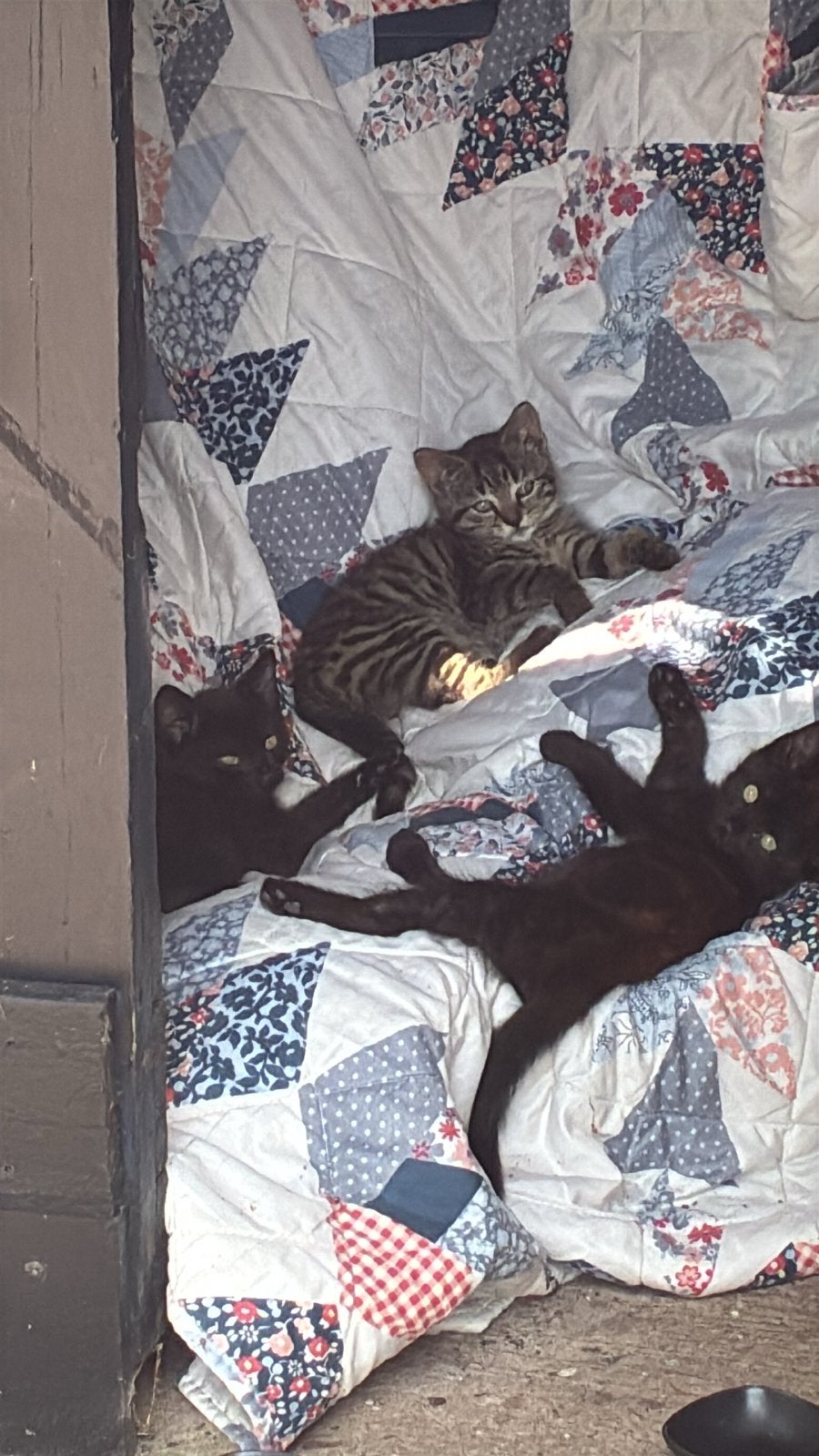 Boerderij kittens gratis op te halen., Dieren en Toebehoren, Katten en Kittens | Overige Katten, Geslacht onbekend, Kortharig
