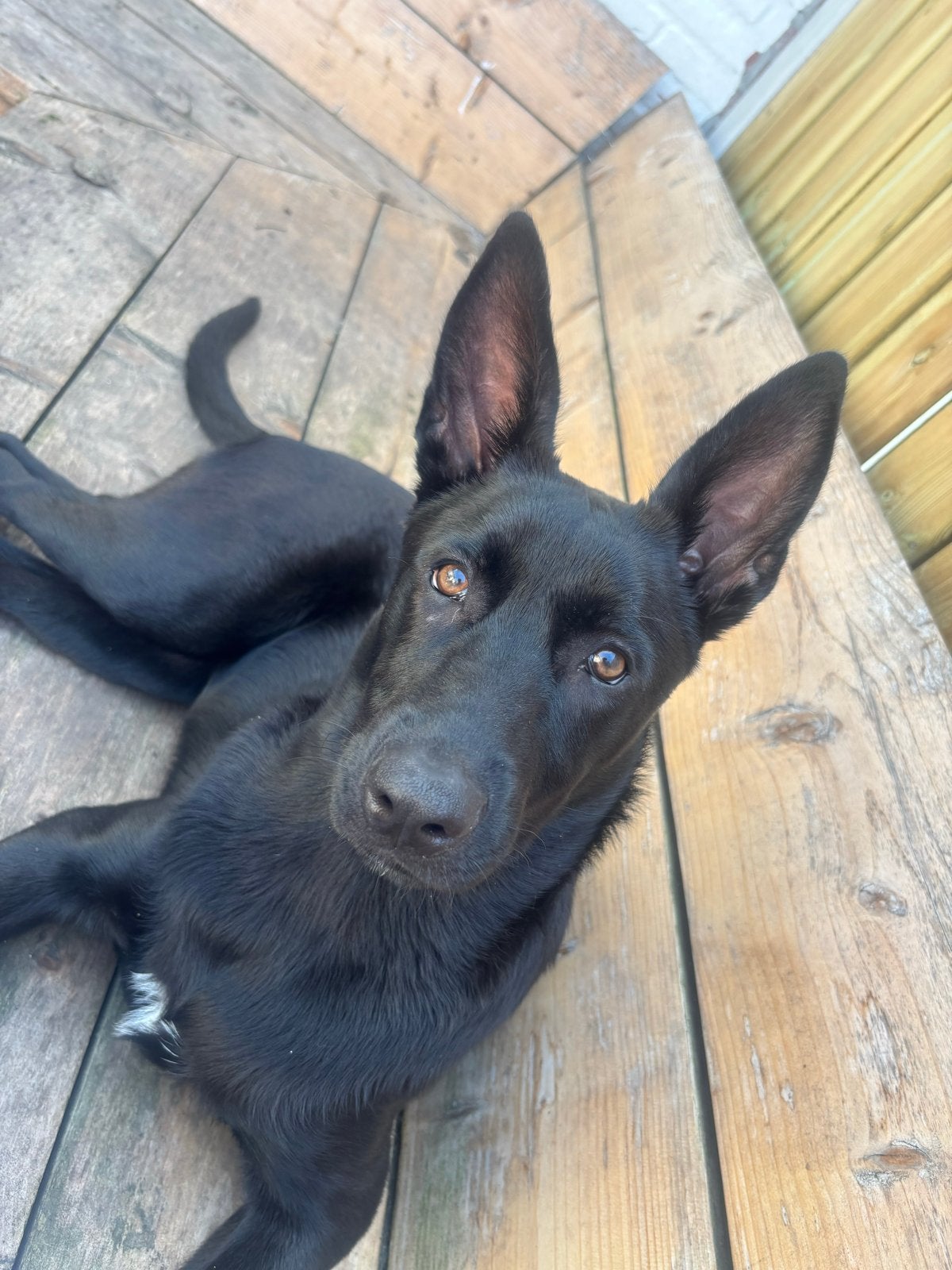 Skye mechelse herder pup, Dieren en Toebehoren, Honden | Herdershonden en Veedrijvers, Teef, Herder, Particulier, Eén hond, Nederland
