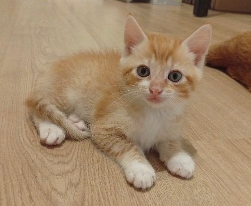 2 rode kittens (katertjes), Kater