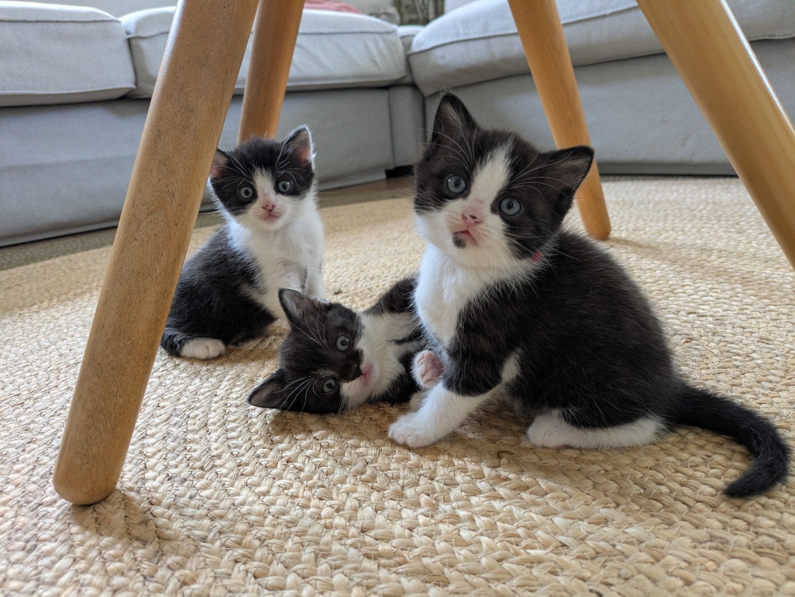 Lieve (half Britse Korthaar) kittens te koop, Meerdere dieren, Ontwormd