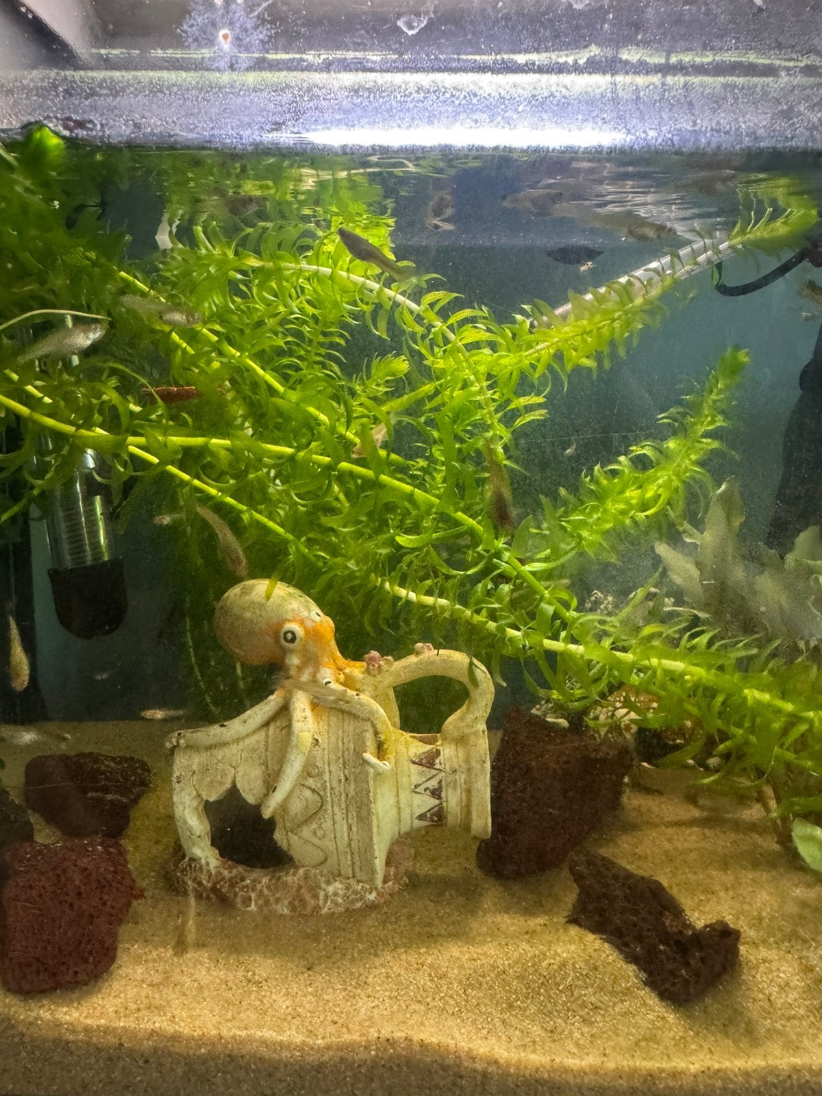 Jonge guppy’s gratis, Vis